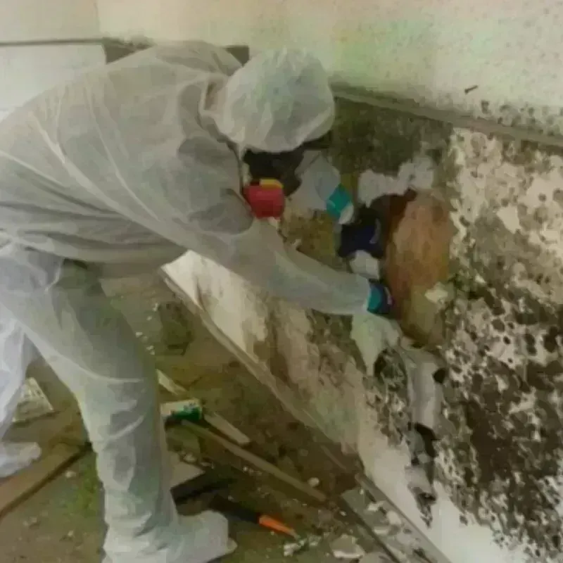 Mold Remediation and Removal in Calhoun County, AL